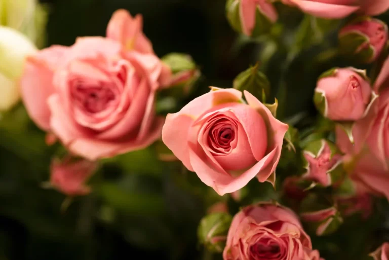 roses